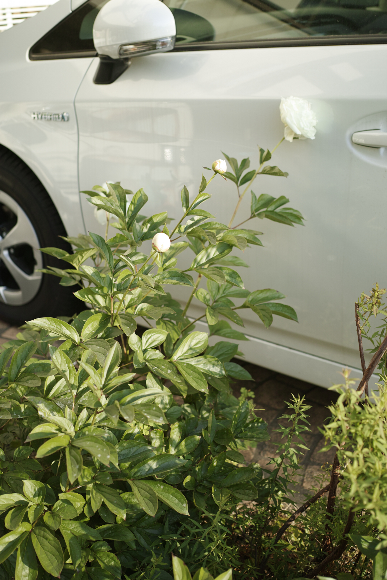 Residential Park_Img