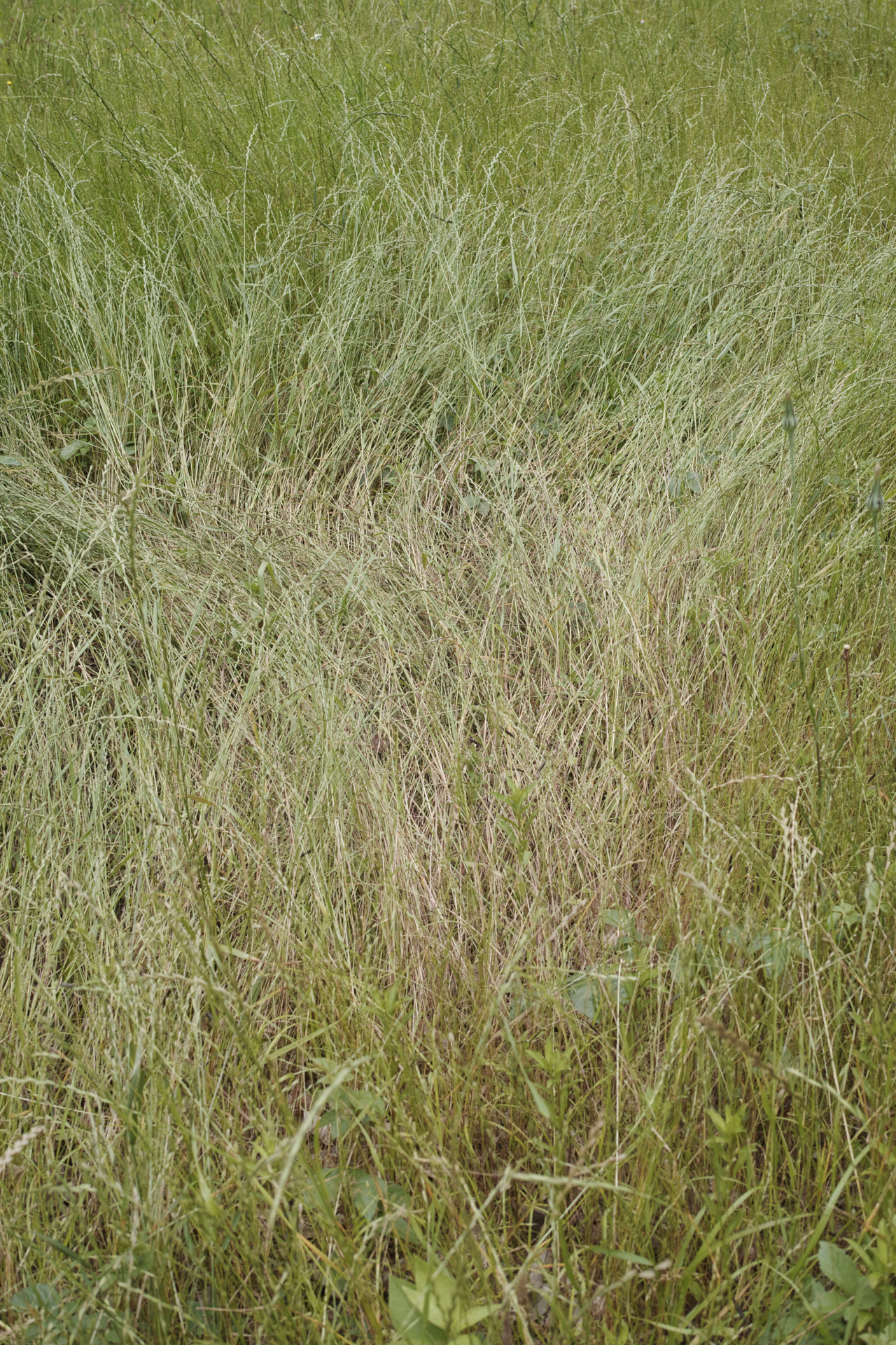 Residential Park_Img