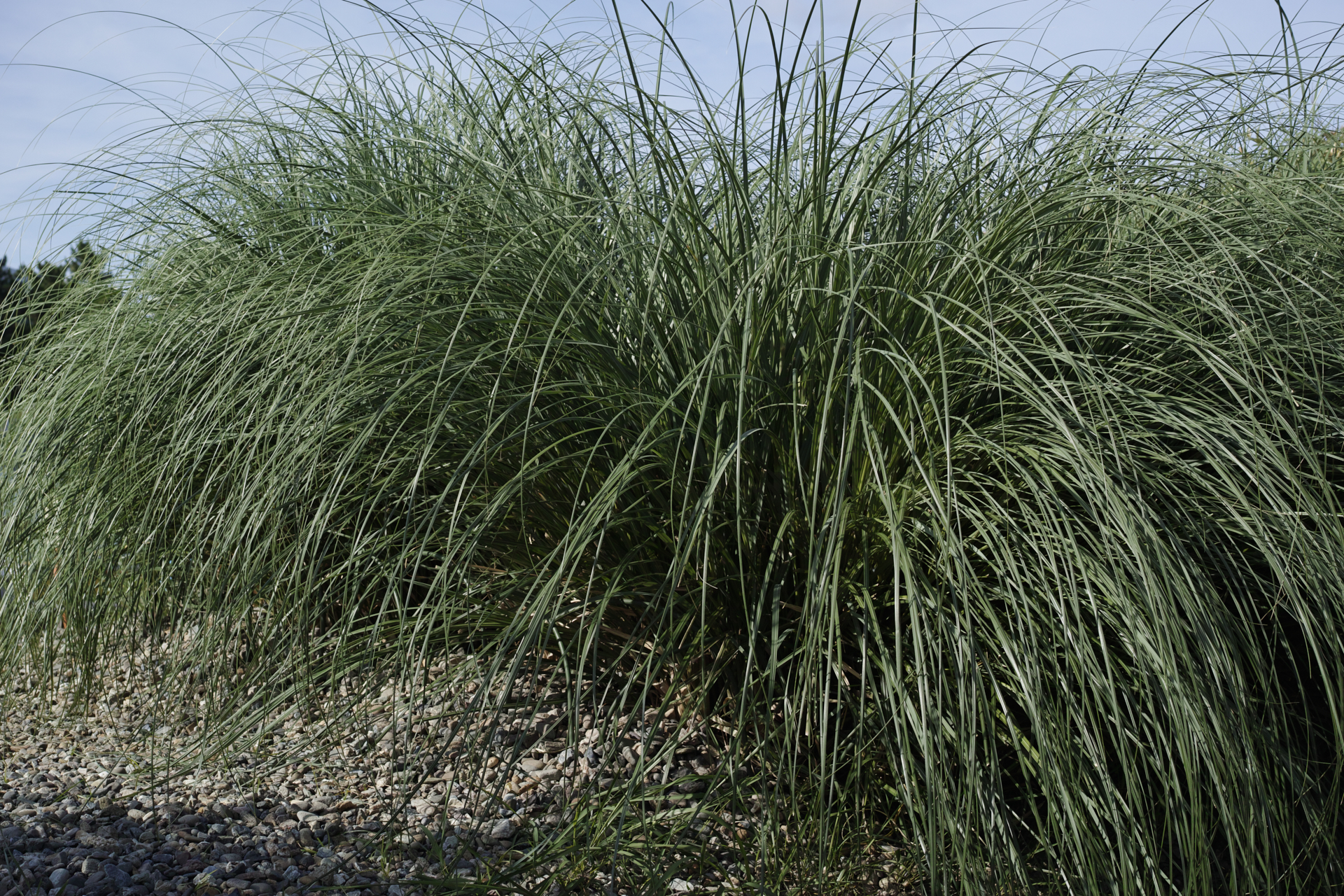 Residential Park_Img