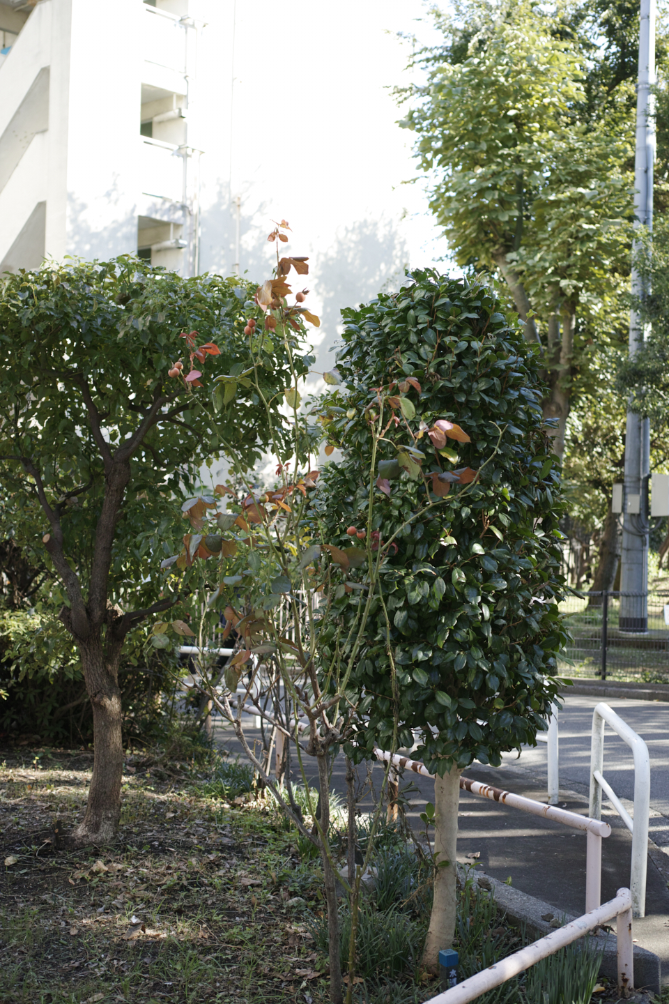 Hanzomon, Myogadani, Iidabashi_Img
