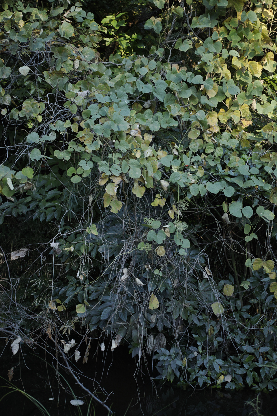 Hanzomon, Myogadani, Iidabashi_Img