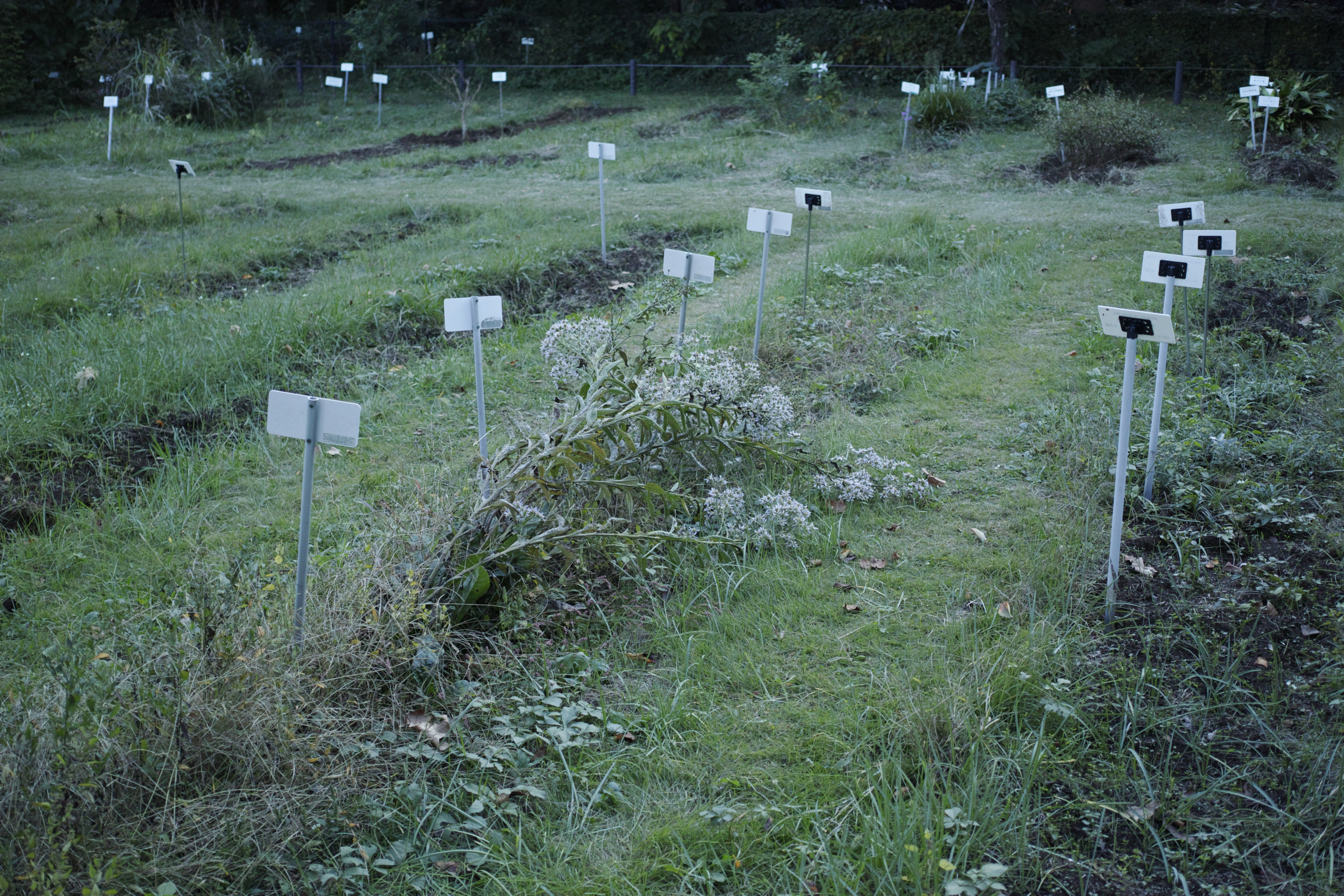 Hanzomon, Myogadani, Iidabashi_Img