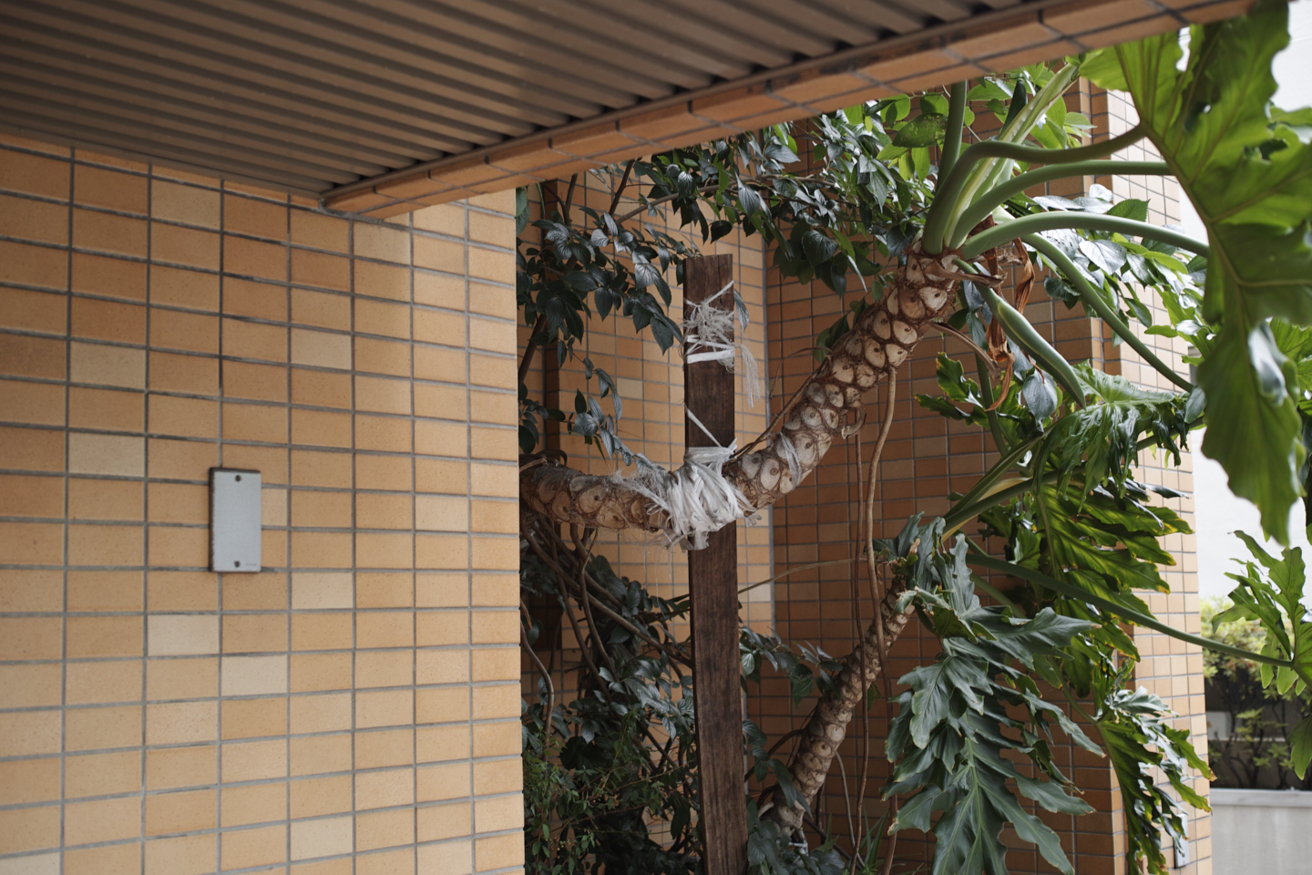 Okubo, Yoyogi, Shibuya_Img