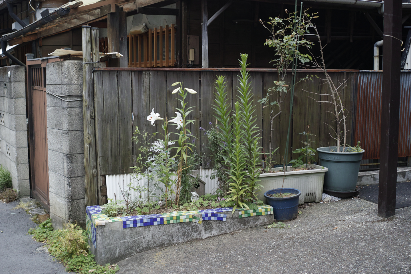 Okubo, Yoyogi, Shibuya_Img