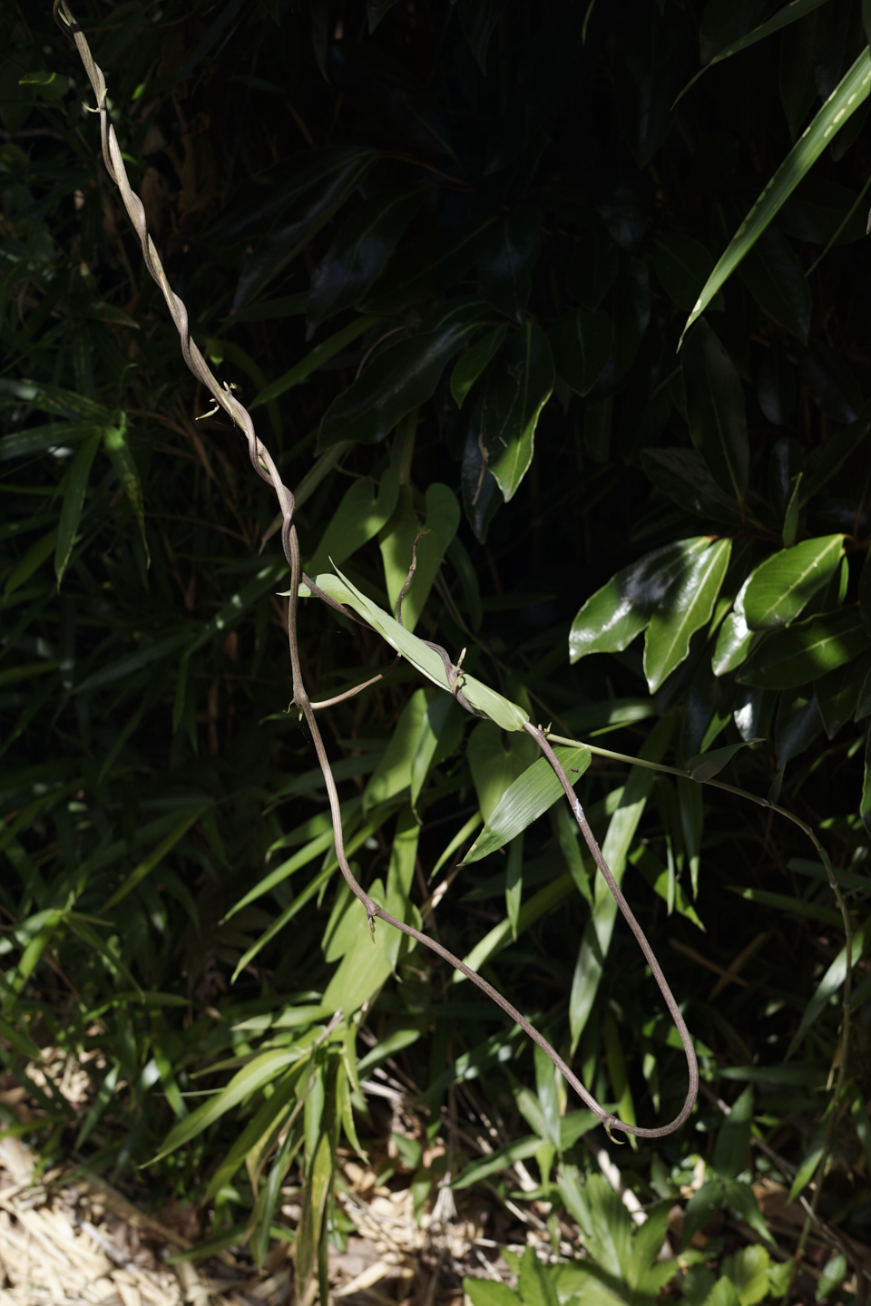 Yokosuka, Kanazawa-Bunko_Img