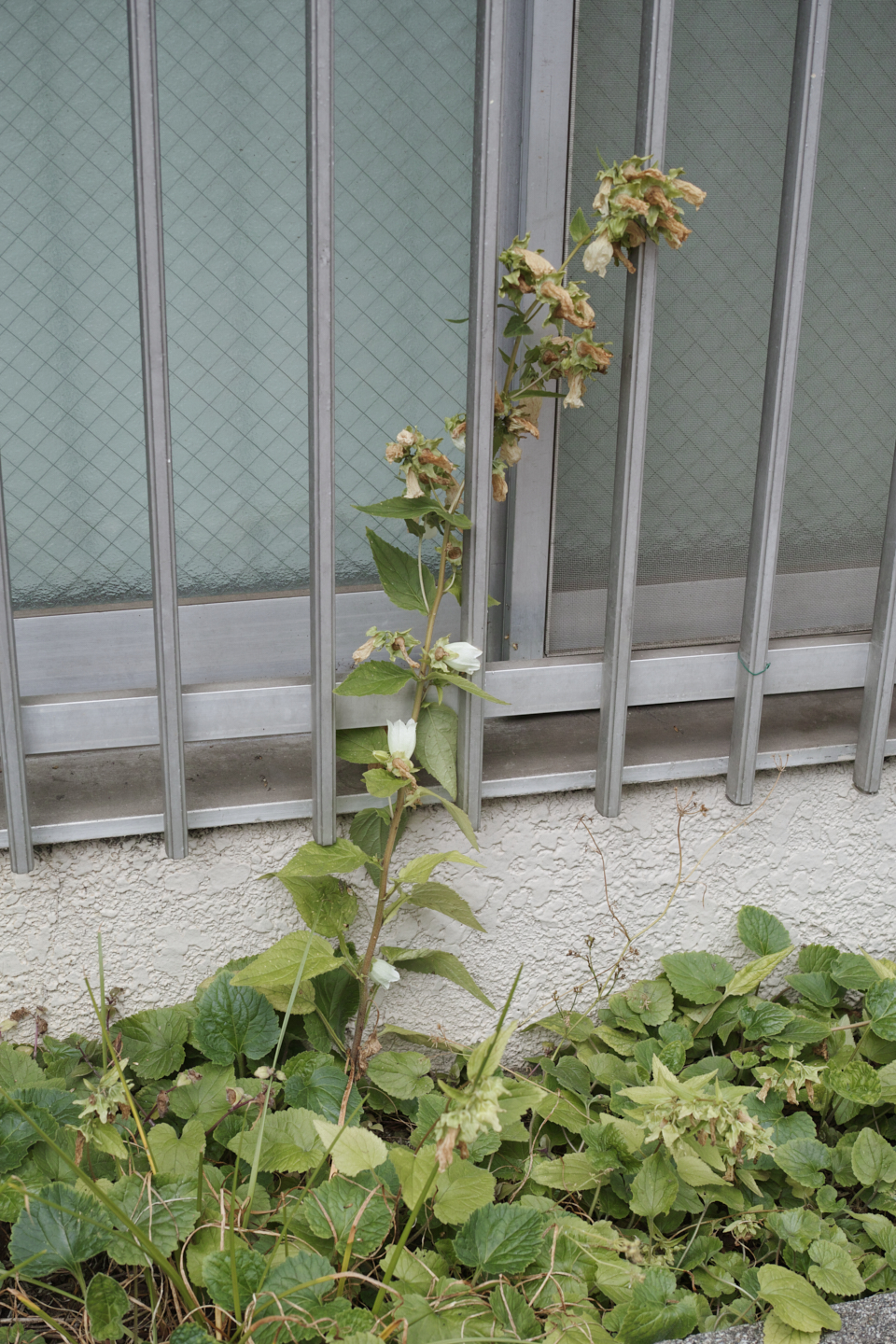 Yoyogi-Uehara, Nihombashi, Kanda_Img