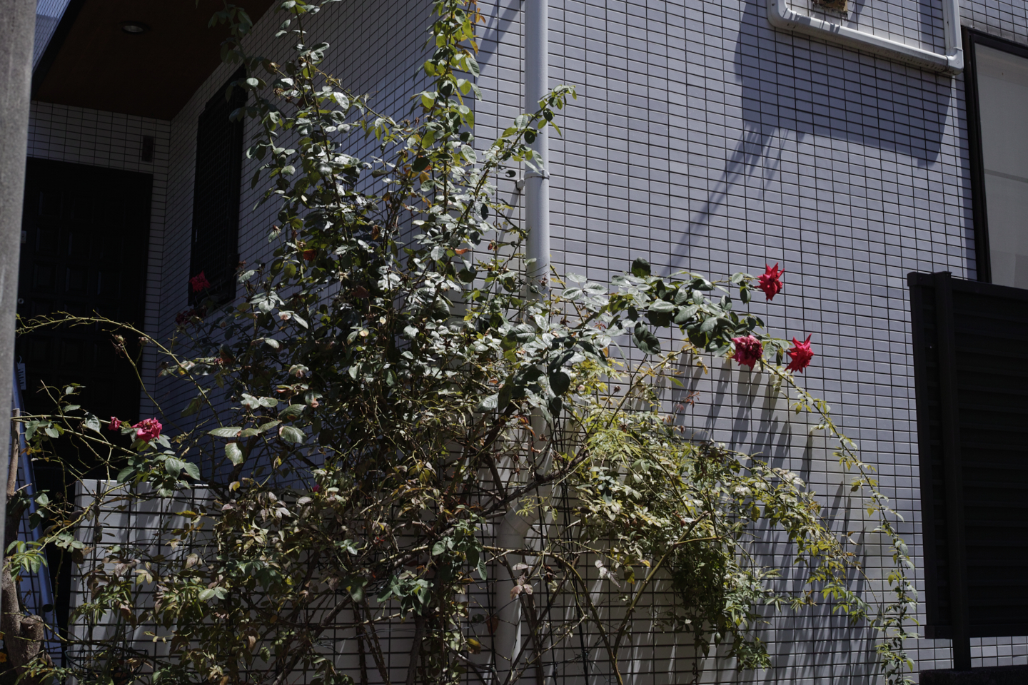 Nakano, Yoyogi, Shibuya_Img