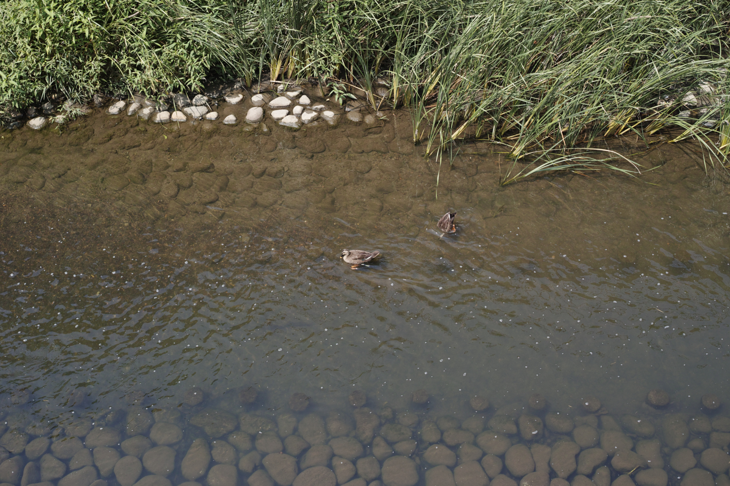 Eifukucho, Nishi-Shinjuku, Ueno, Nippori_Img