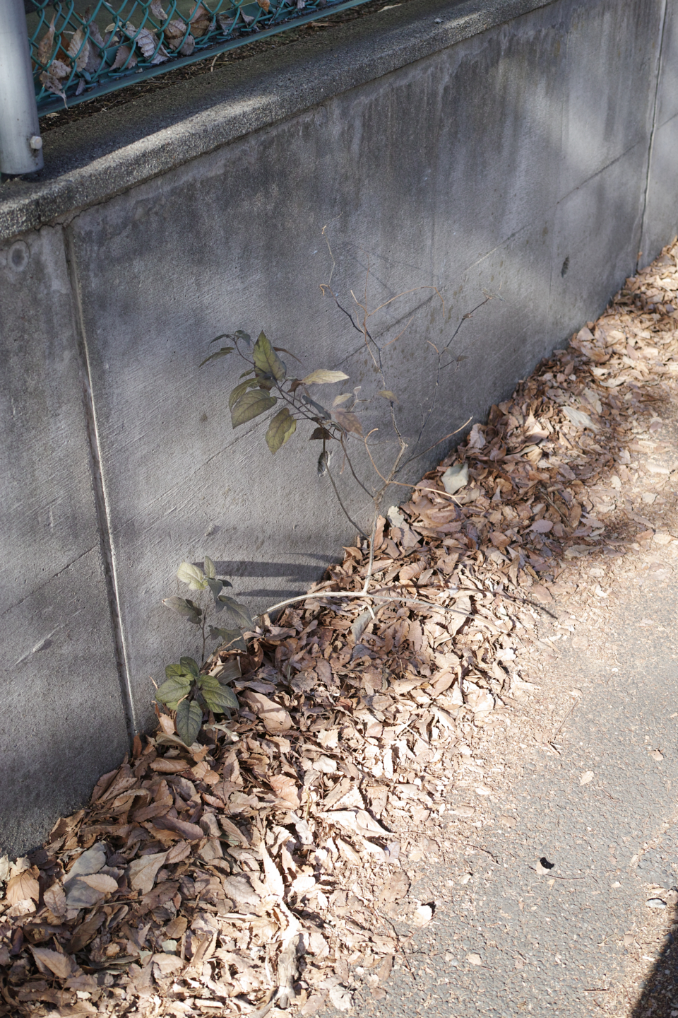 Ebisu, Daikanyama_Img