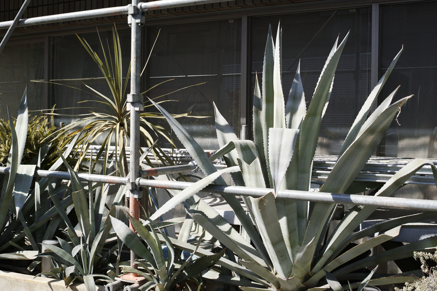 Yoyogi-Uehara, Higashi-Shinjuku, Kagurazaka_Img