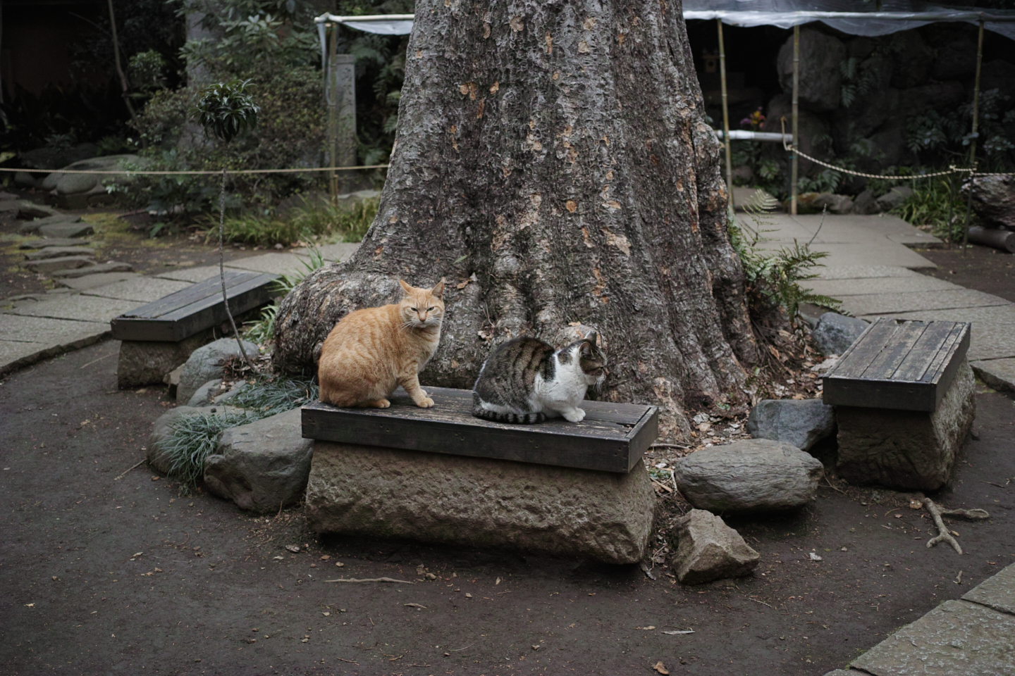 Musashi-Kosugi, DenenChofu, Jiyugaoka_Img