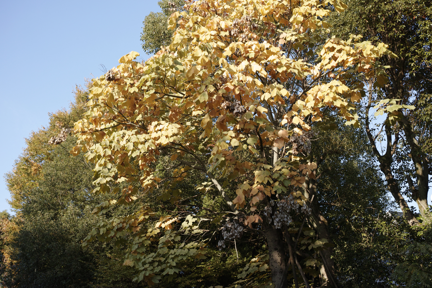 Gakugei-Daigaku, Sangenjaya, Yoyogi_Img