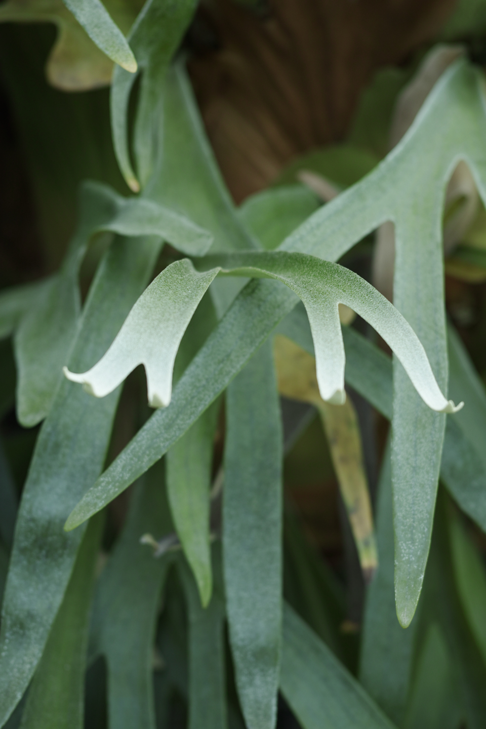 Shinjuku, Ogikubo, Kichijoji_Img