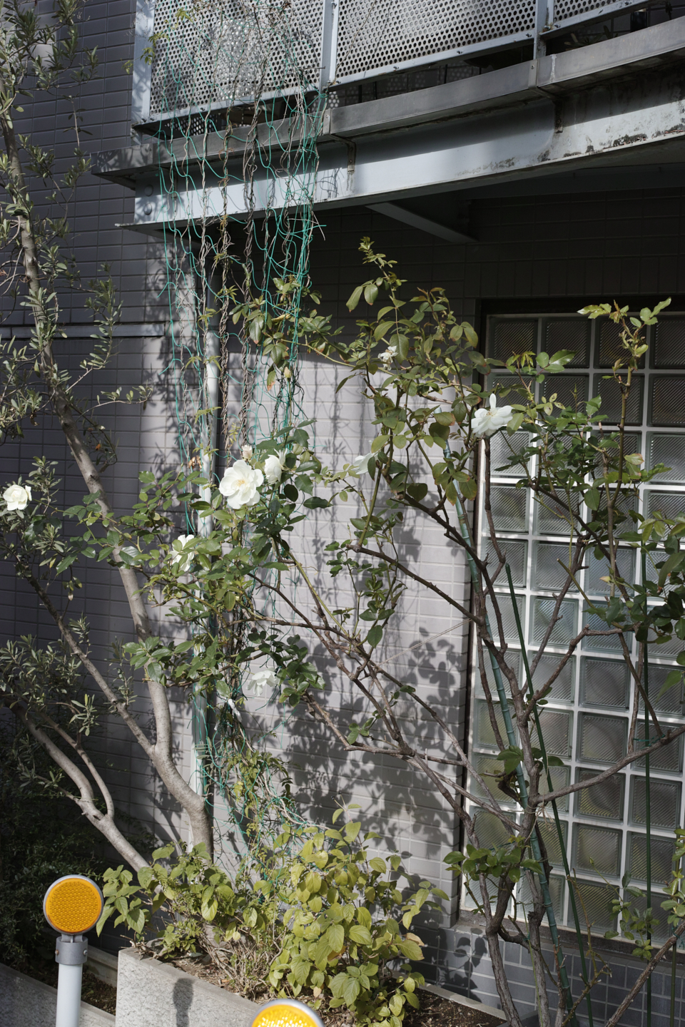 Jimbocho, Nezu, Osaki, Meguro_Img