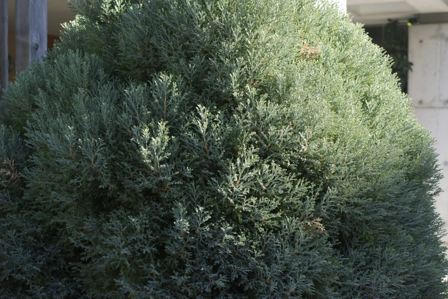 Jimbocho, Nezu, Osaki, Meguro_Img