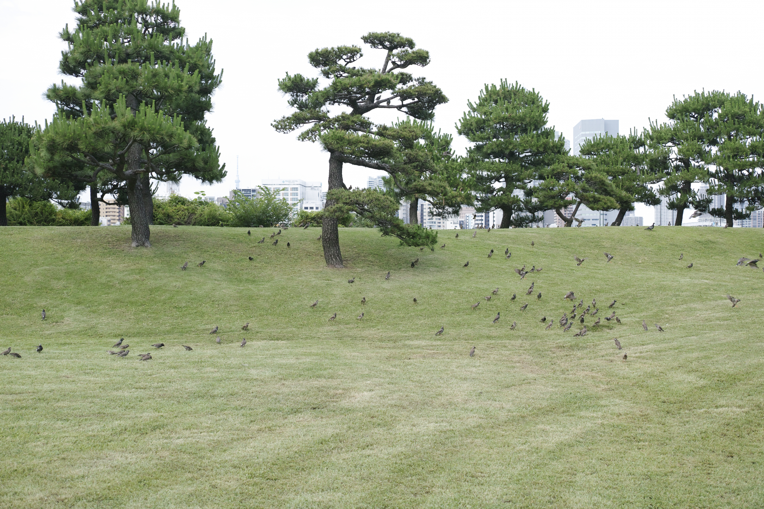 Akasaka, Shiodome, Hibiya, Sendagaya_Img