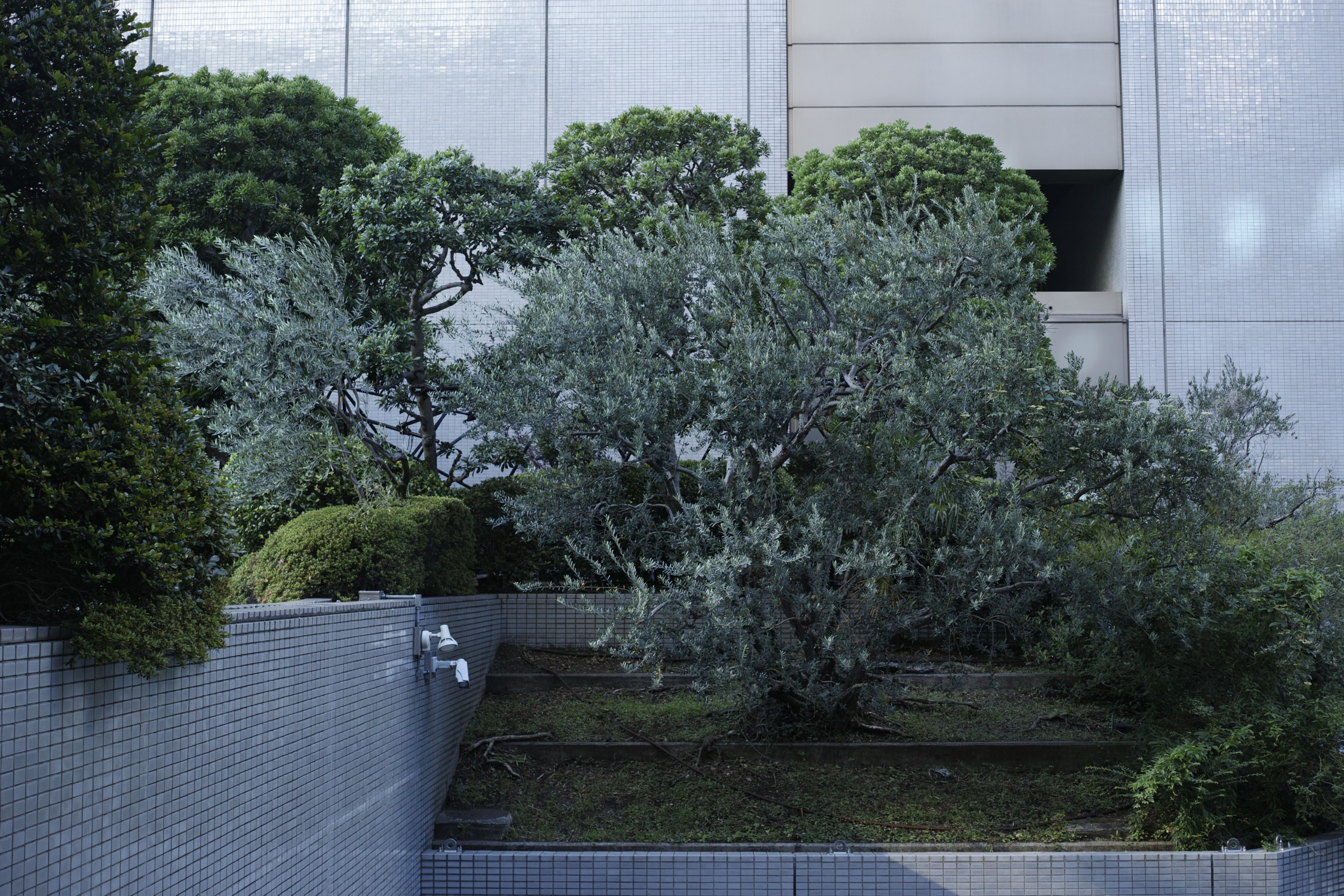 Omote-Sando, Shinjuku_Img