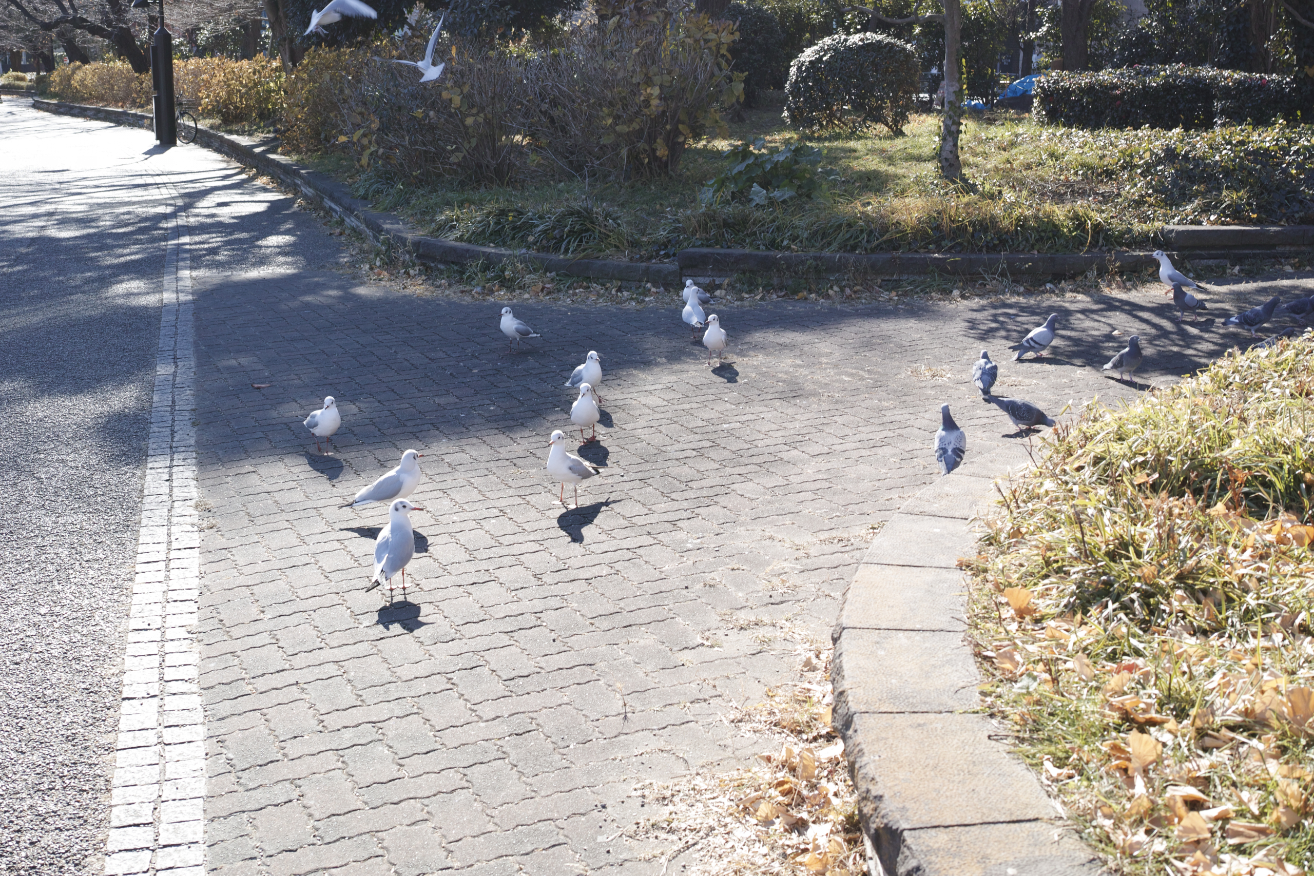 Ueno, Nippori, Shinjuku_Img