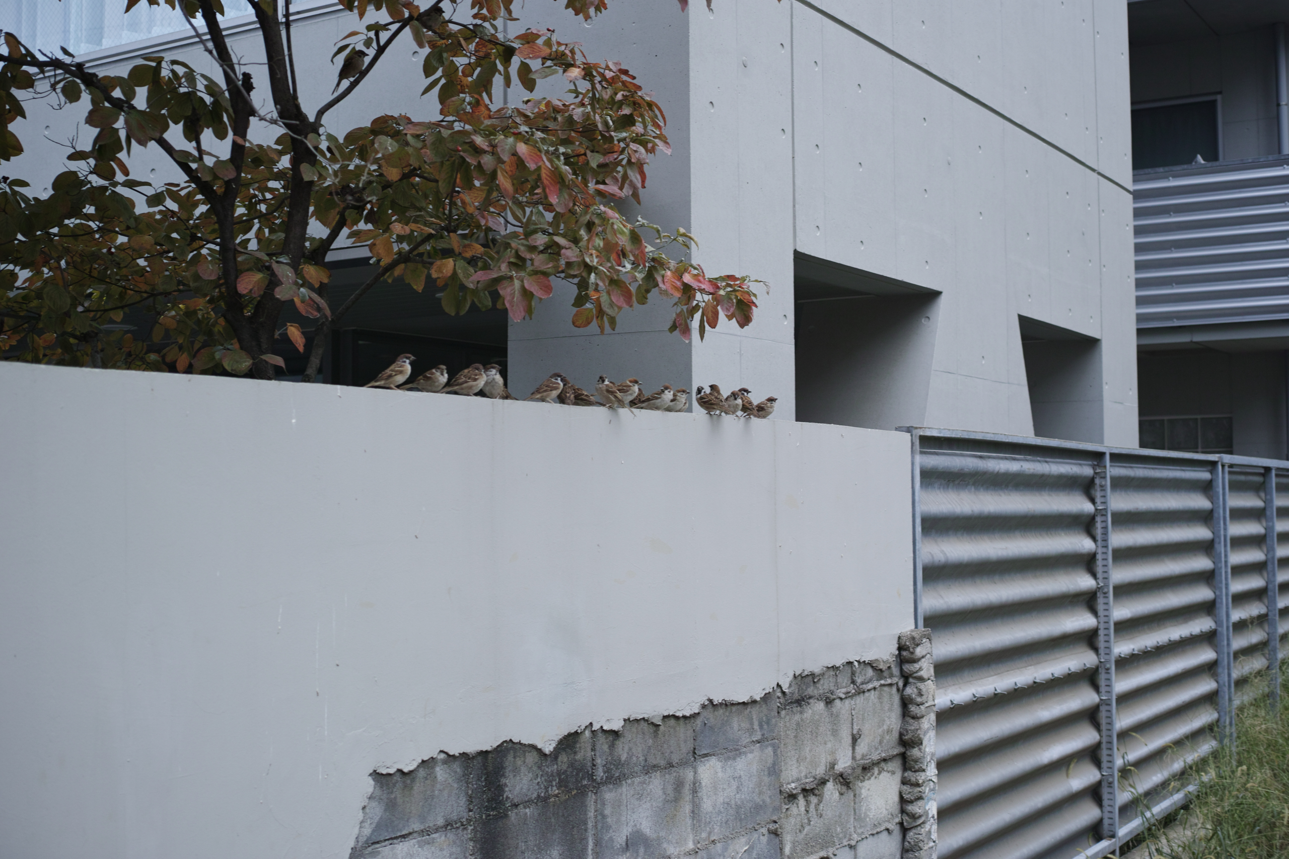 Kita-Sando, Shibuya_Img