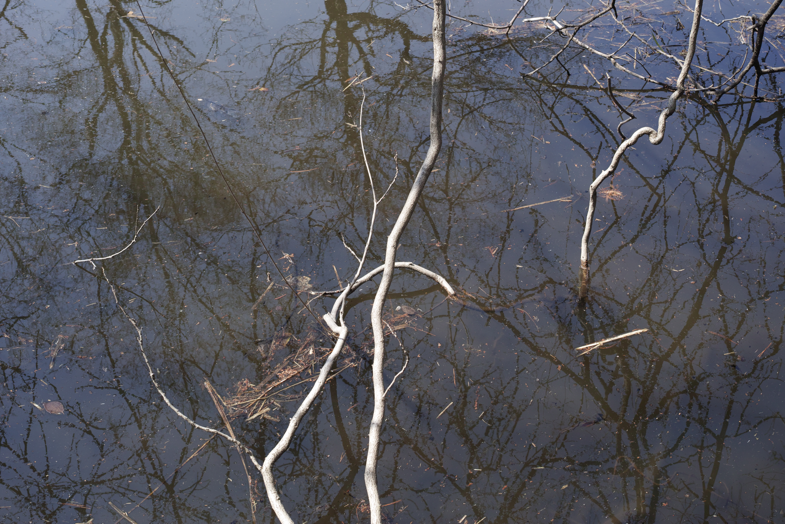 Shakujiimachi, Jimbocho, Ryogoku_Img