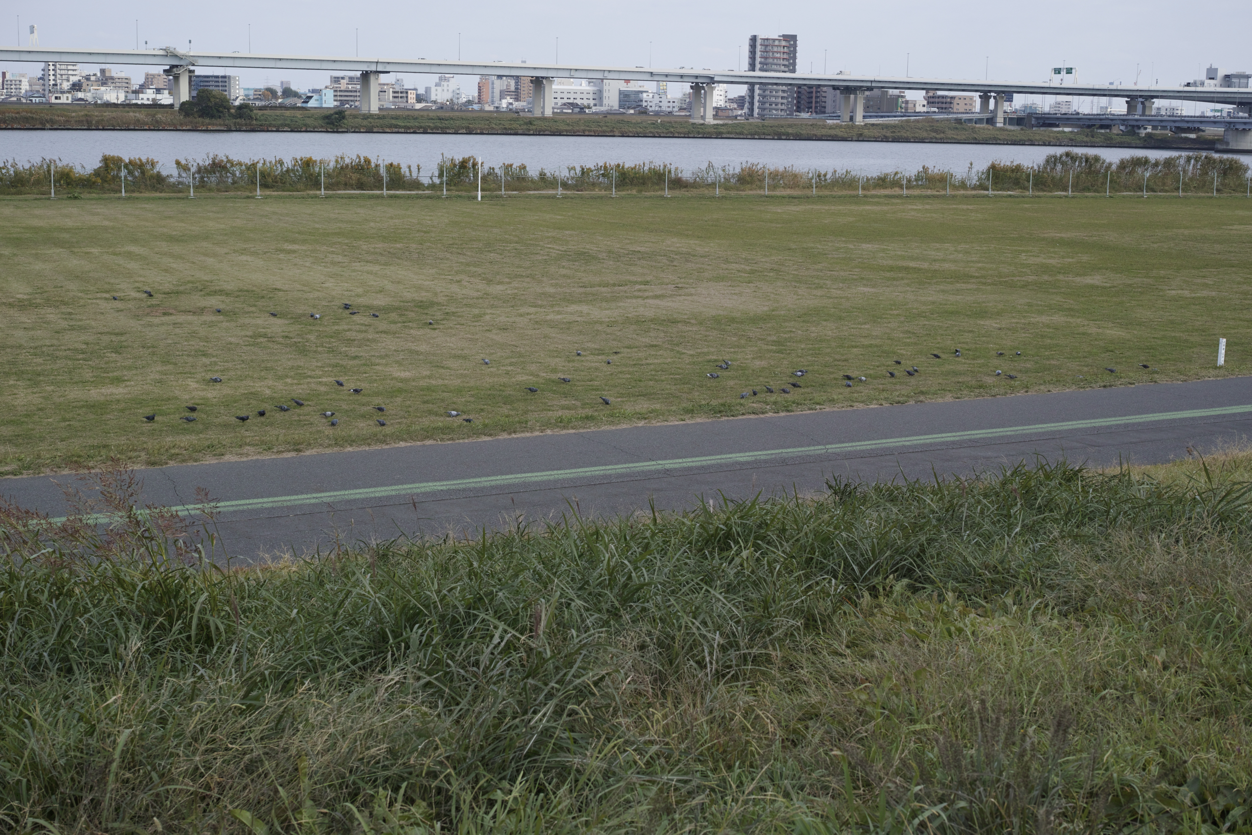 Kameido, Hirai, Ginza_Img