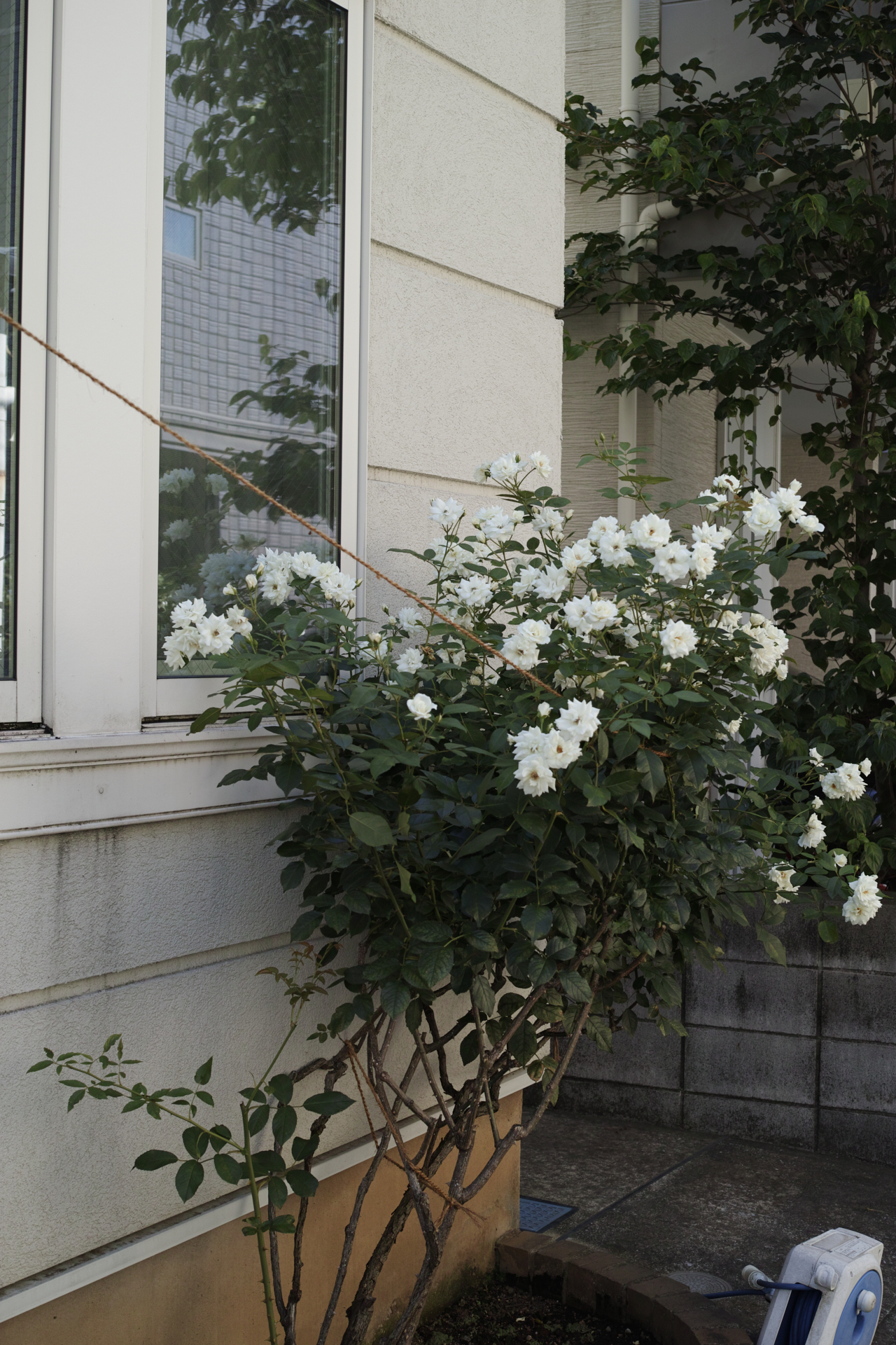 Omote-Sando, Shinjuku_Img