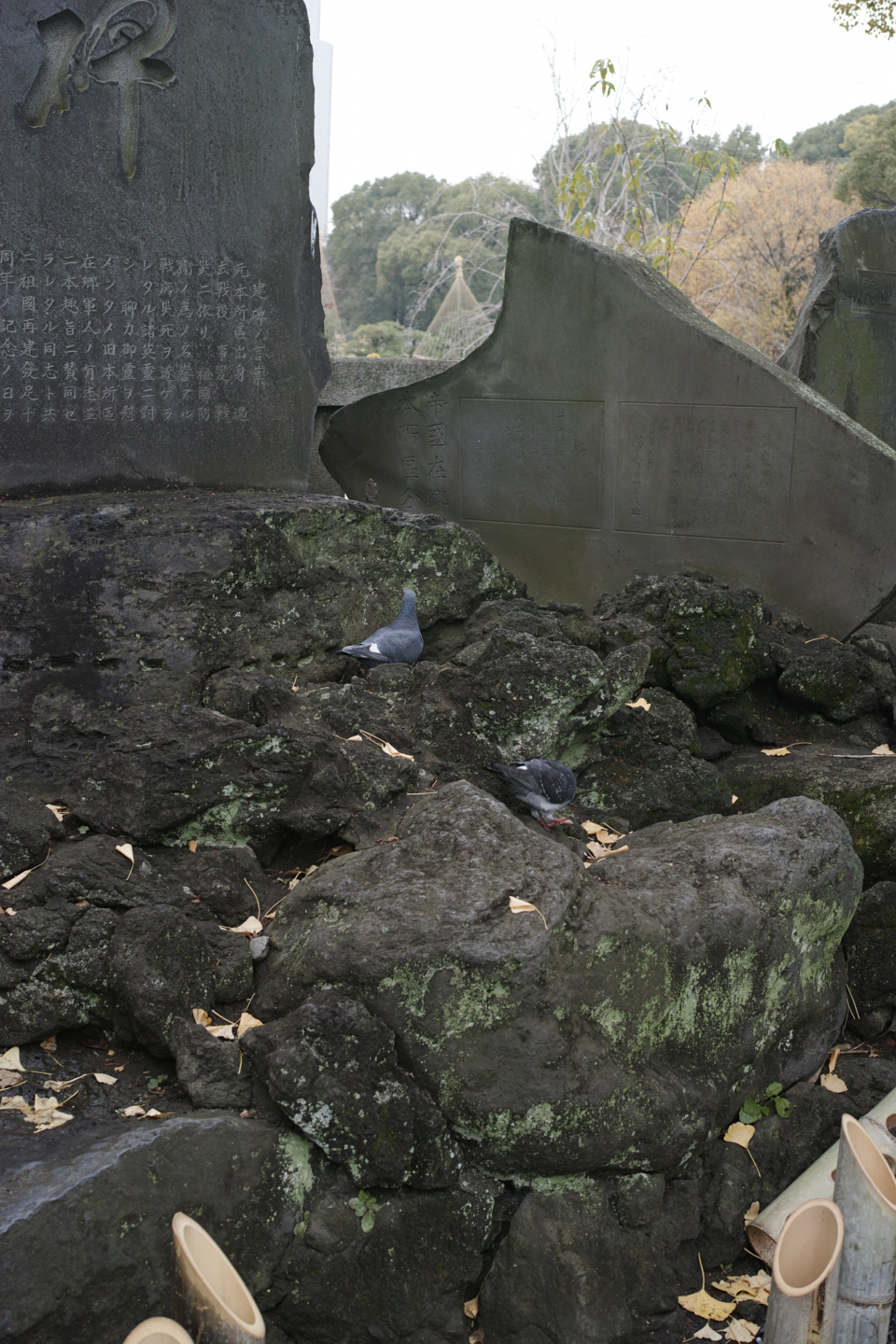 Mukojima, Hikifune, Tateishi, Shibuya_Img