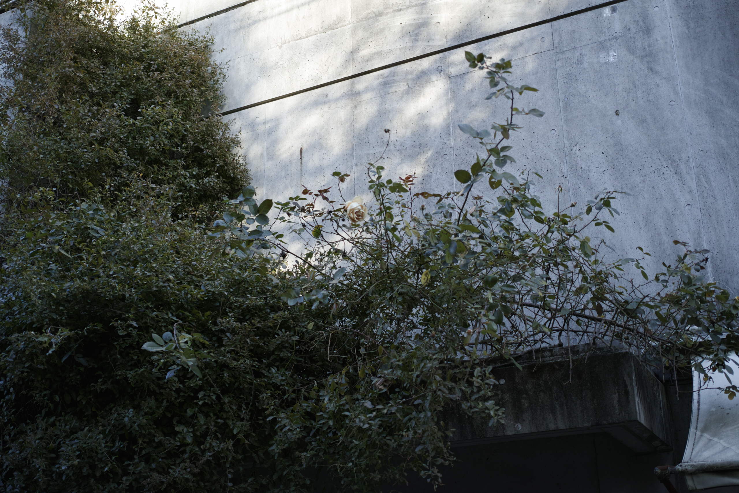 Jimbocho, Suidobashi, Shinjuku, Okubo_Img