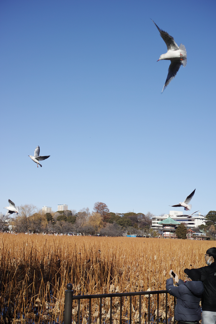 Shinjuku, Ueno, Nezu_Img