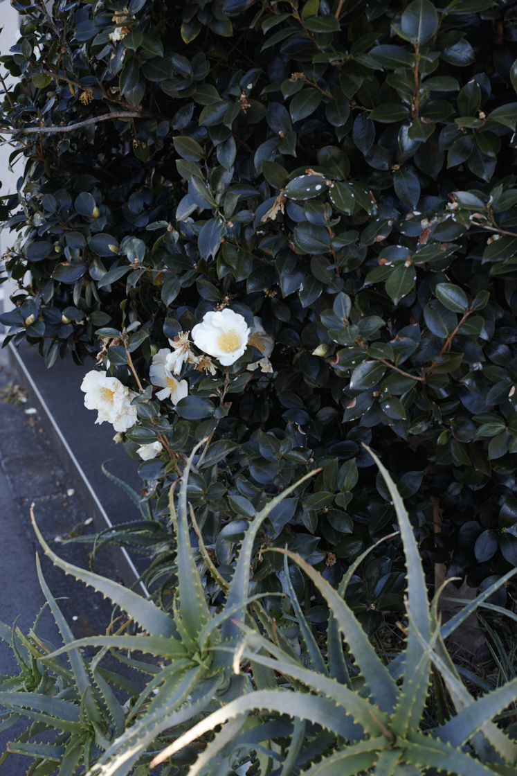 Gotokuji, Shimo-Kitazawa, Yoyogi-Hachiman_Img