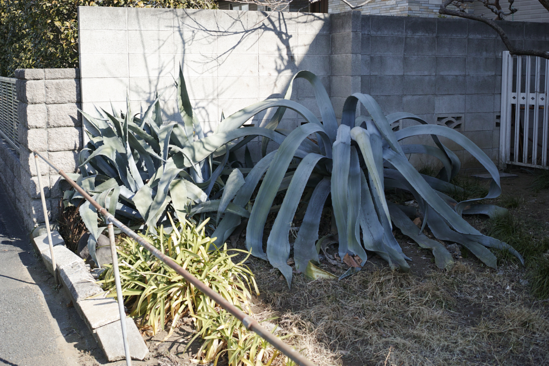 Nerima, Tokiwadai, Oyama, Ikebukuro_Img