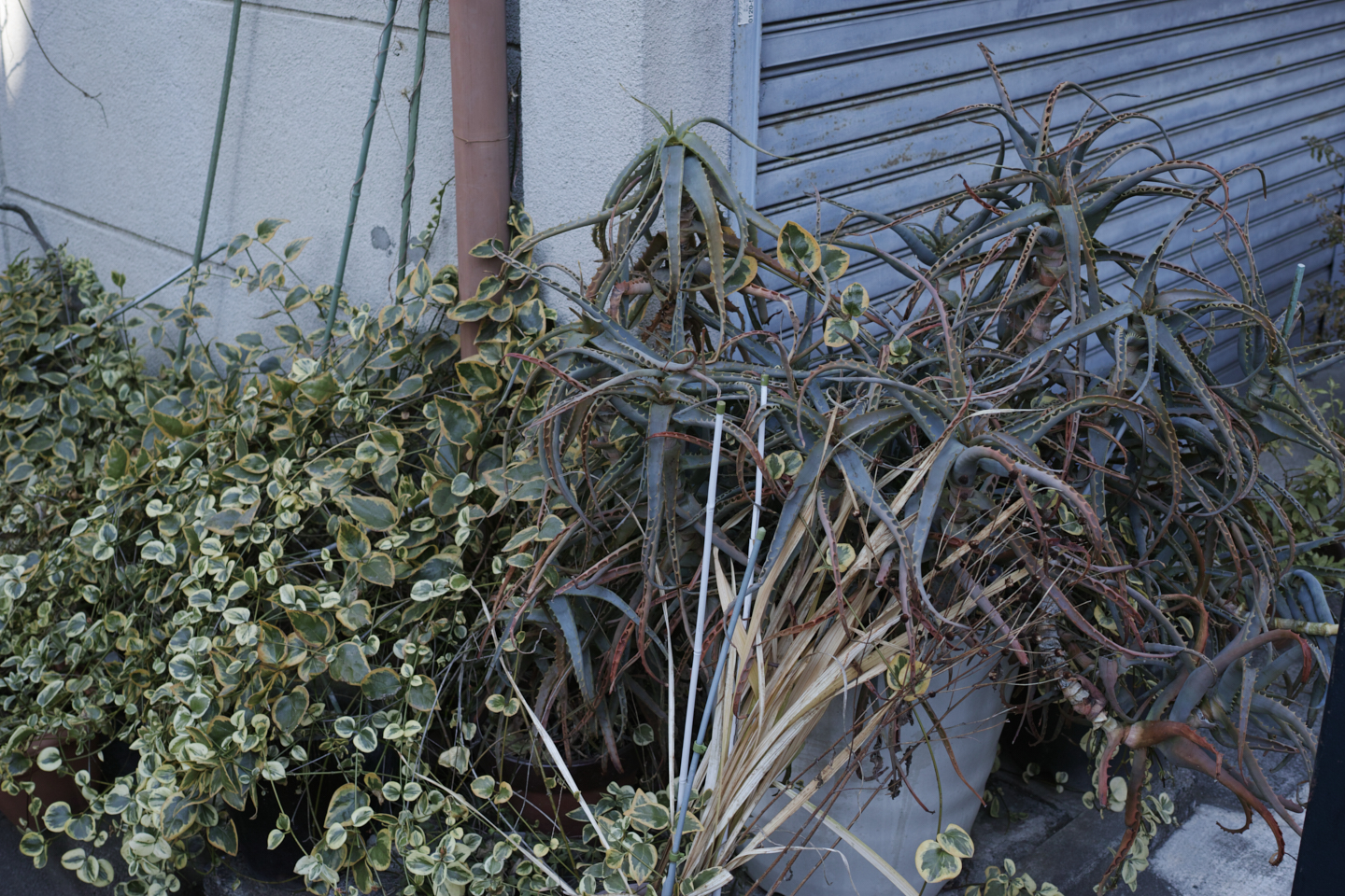 Asagaya, Waseda_Img