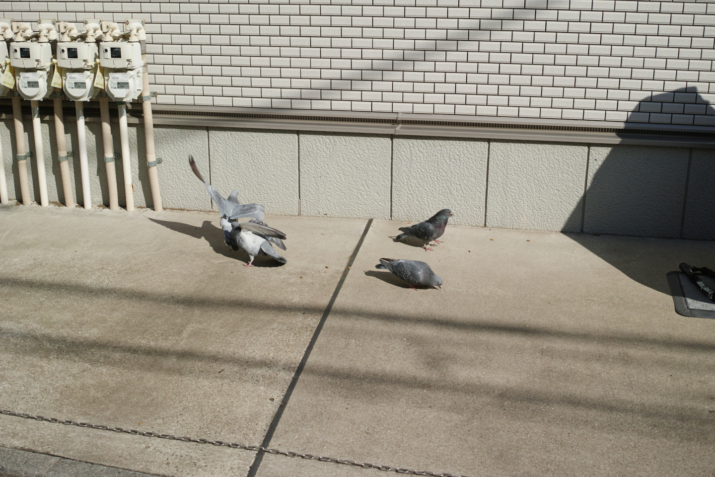 Asagaya, Waseda_Img