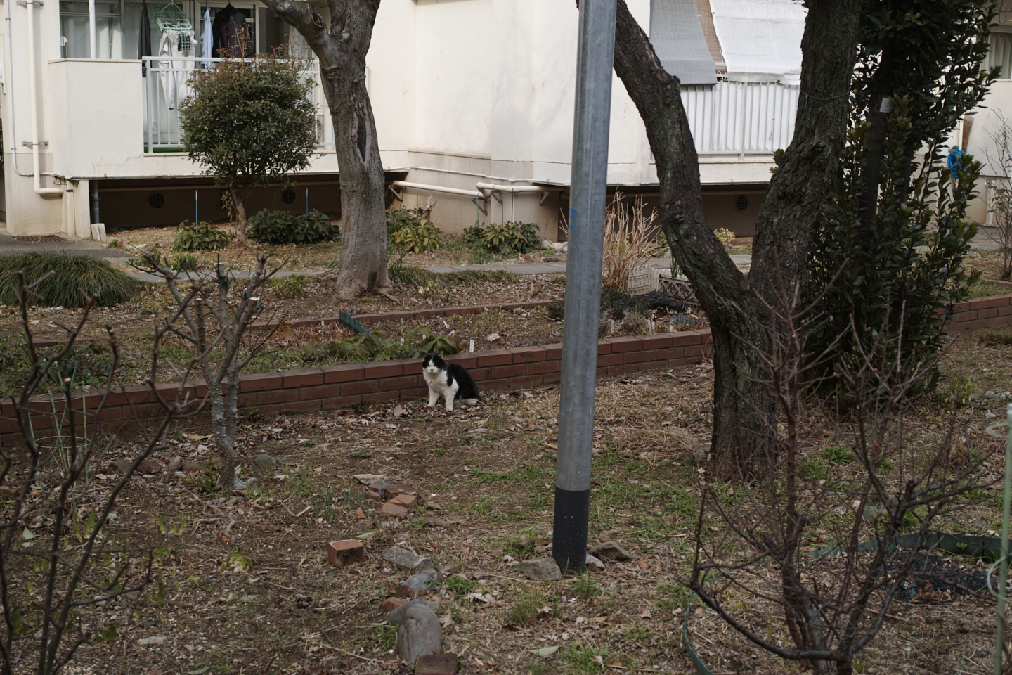 Asagaya, Waseda_Img