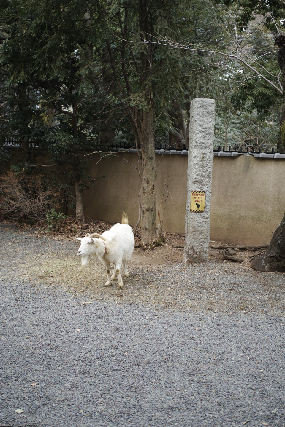 Asagaya, Waseda_Img