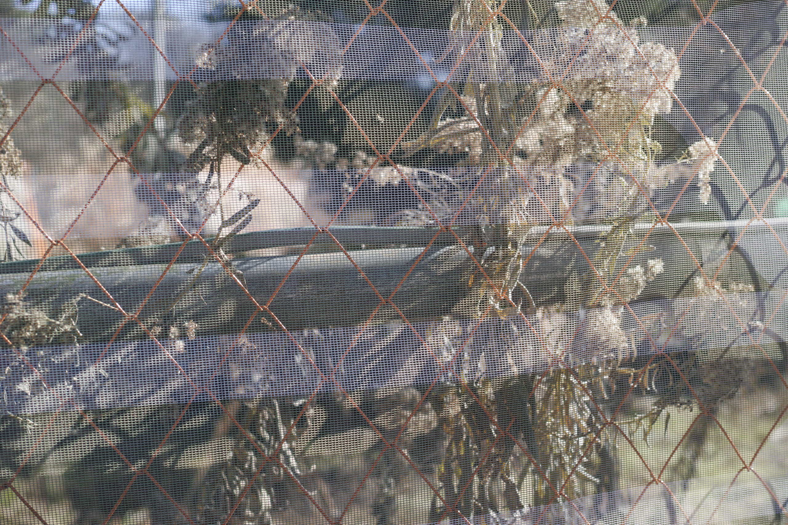 Chitose-Karasuyama, Nakano-Fujimicho_Img