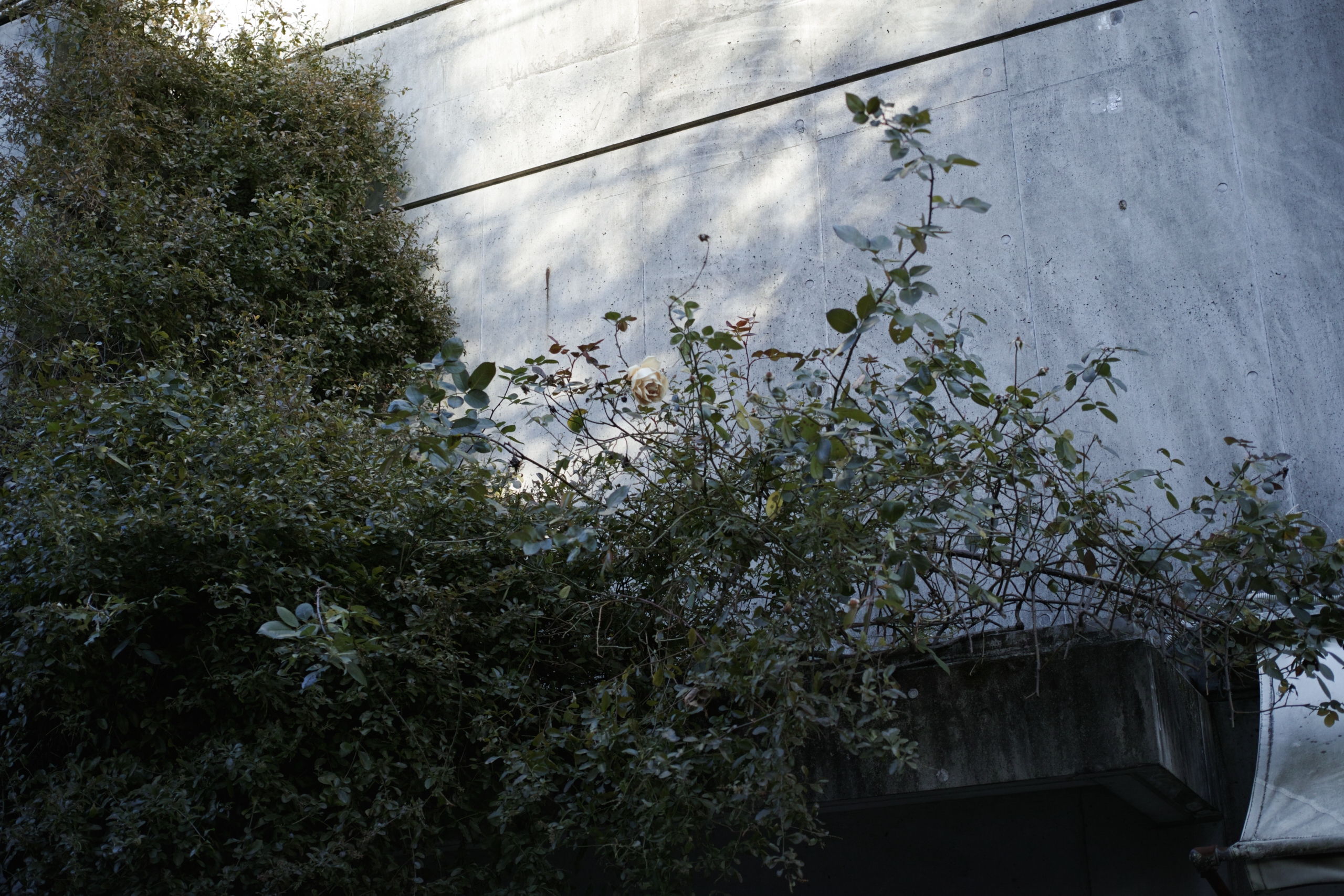 Jimbocho, Suidobashi, Shinjuku, Okubo_Img