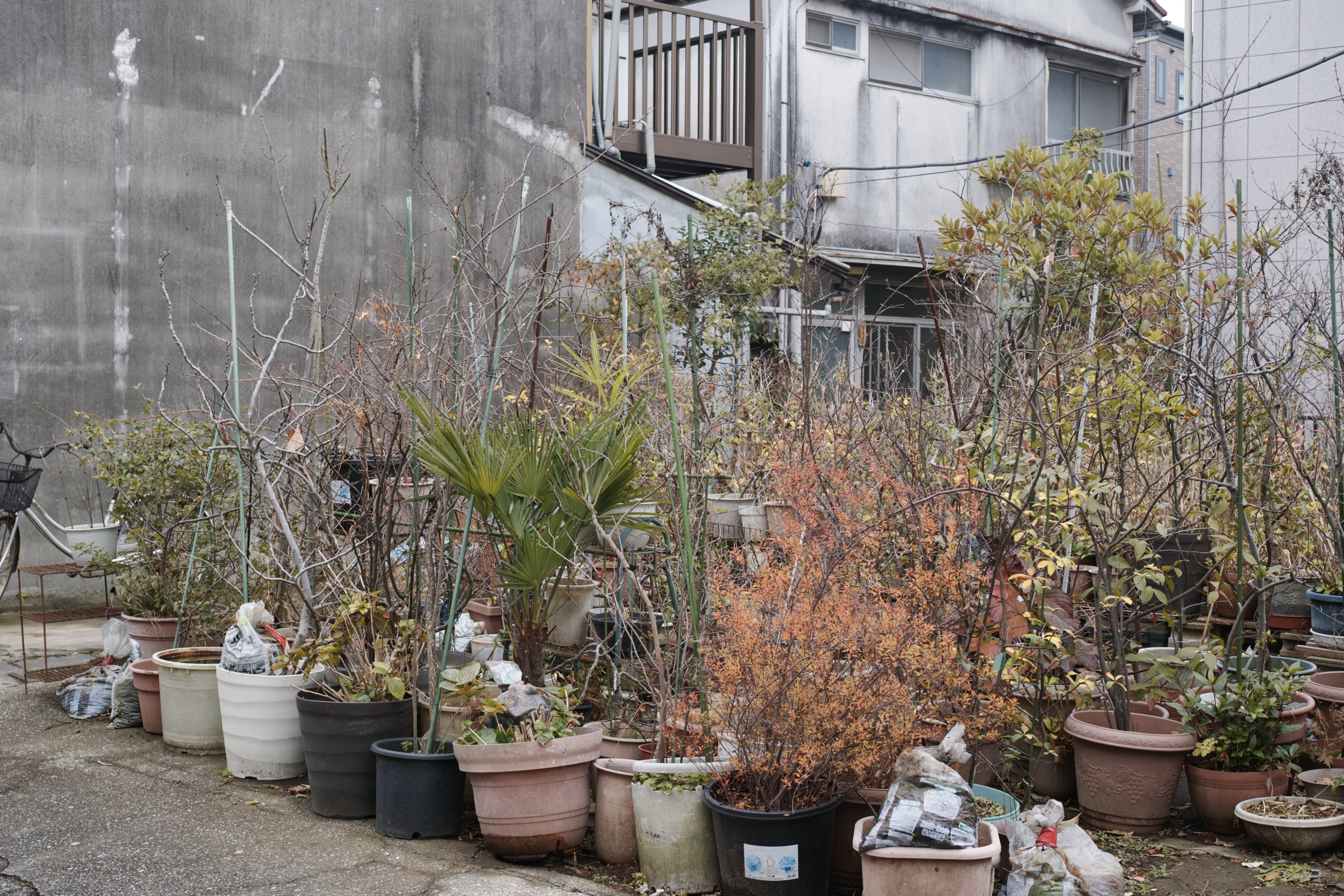 Mukojima, Hikifune, Tateishi, Shibuya_Img