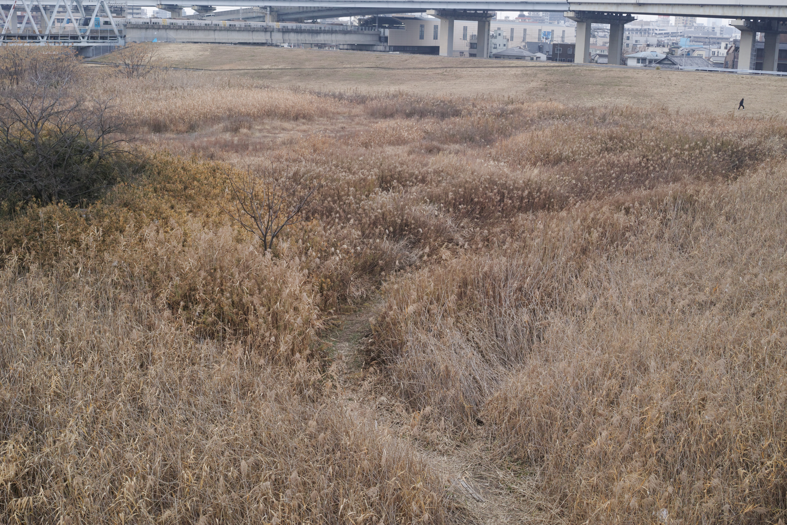 Mukojima, Hikifune, Tateishi, Shibuya_Img