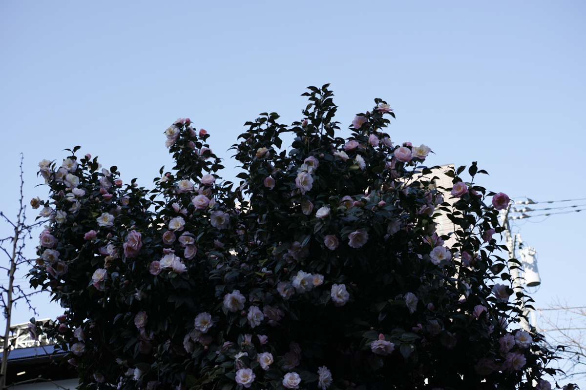 Mizonokuchi, Futako-Tamagawa, Hanegi_Img