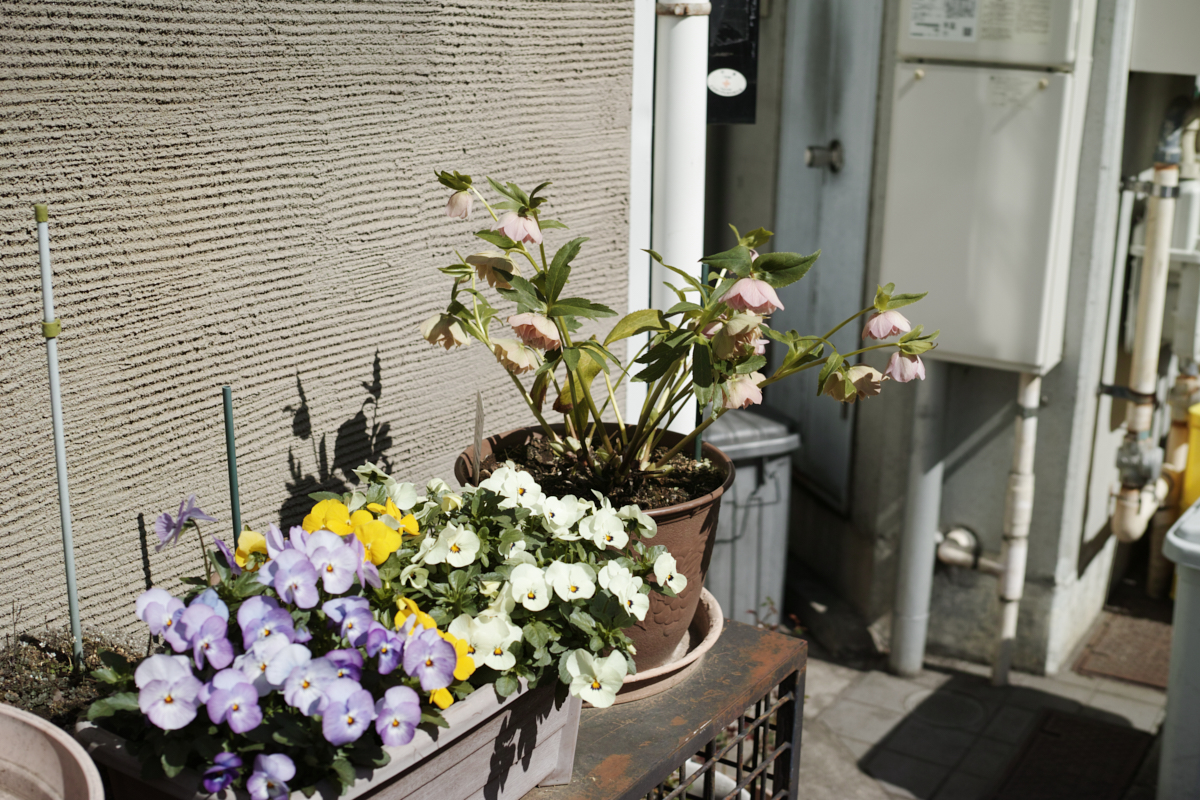 Mizonokuchi, Futako-Tamagawa, Hanegi_Img