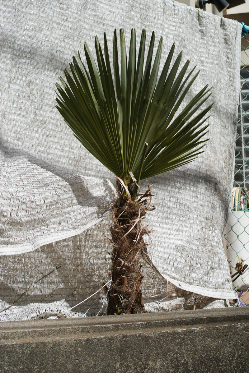 Nakano-Sakaue, Shinjuku, Shibuya, Ebisu_Img