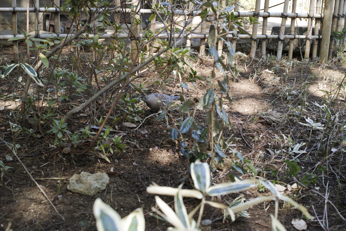 Numabukuro, Ochiai, Gokokuji_Img