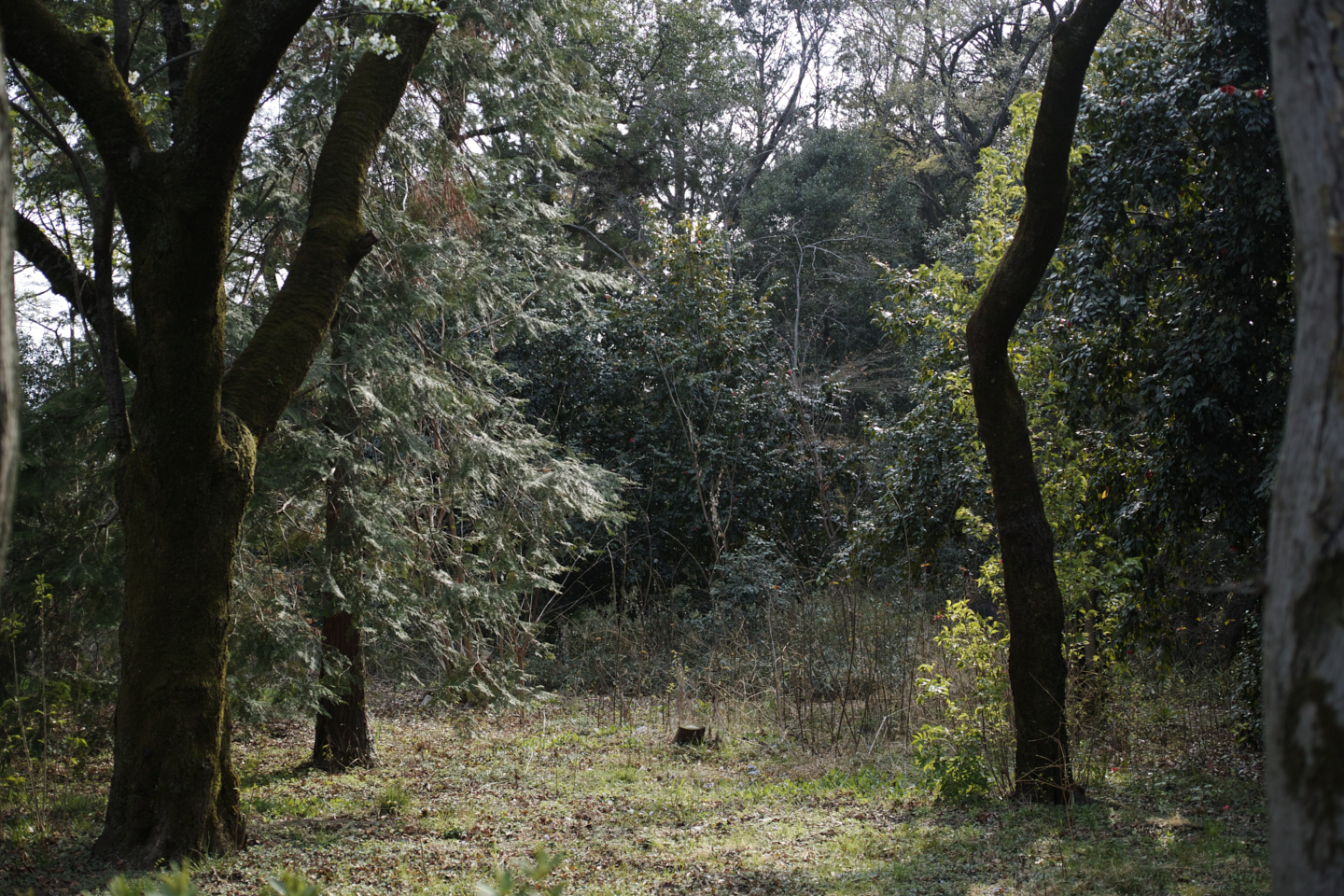 Kichijoji_Img