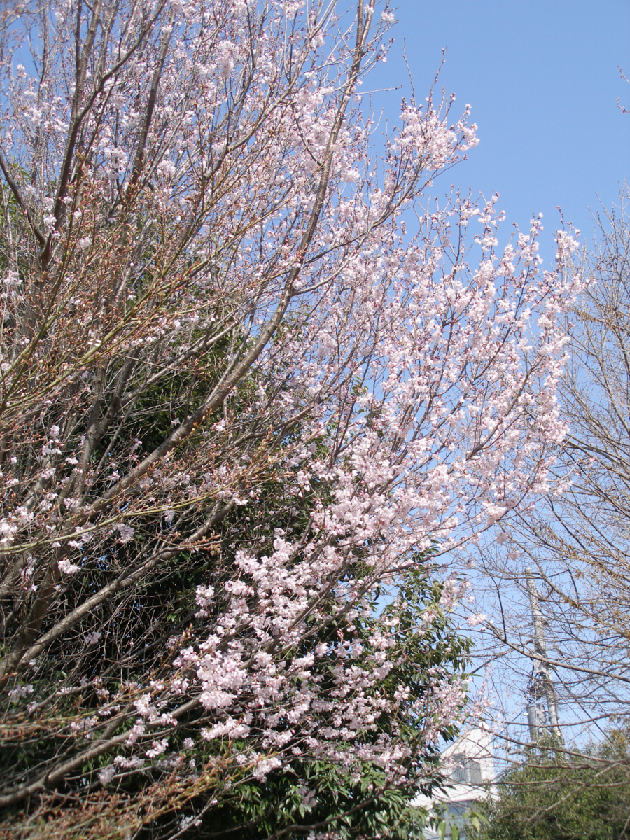 Numabukuro, Ochiai, Gokokuji_Img