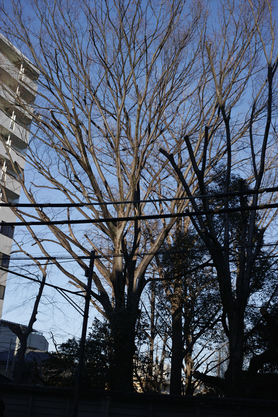 Shinjuku, Ueno, Nezu_Img