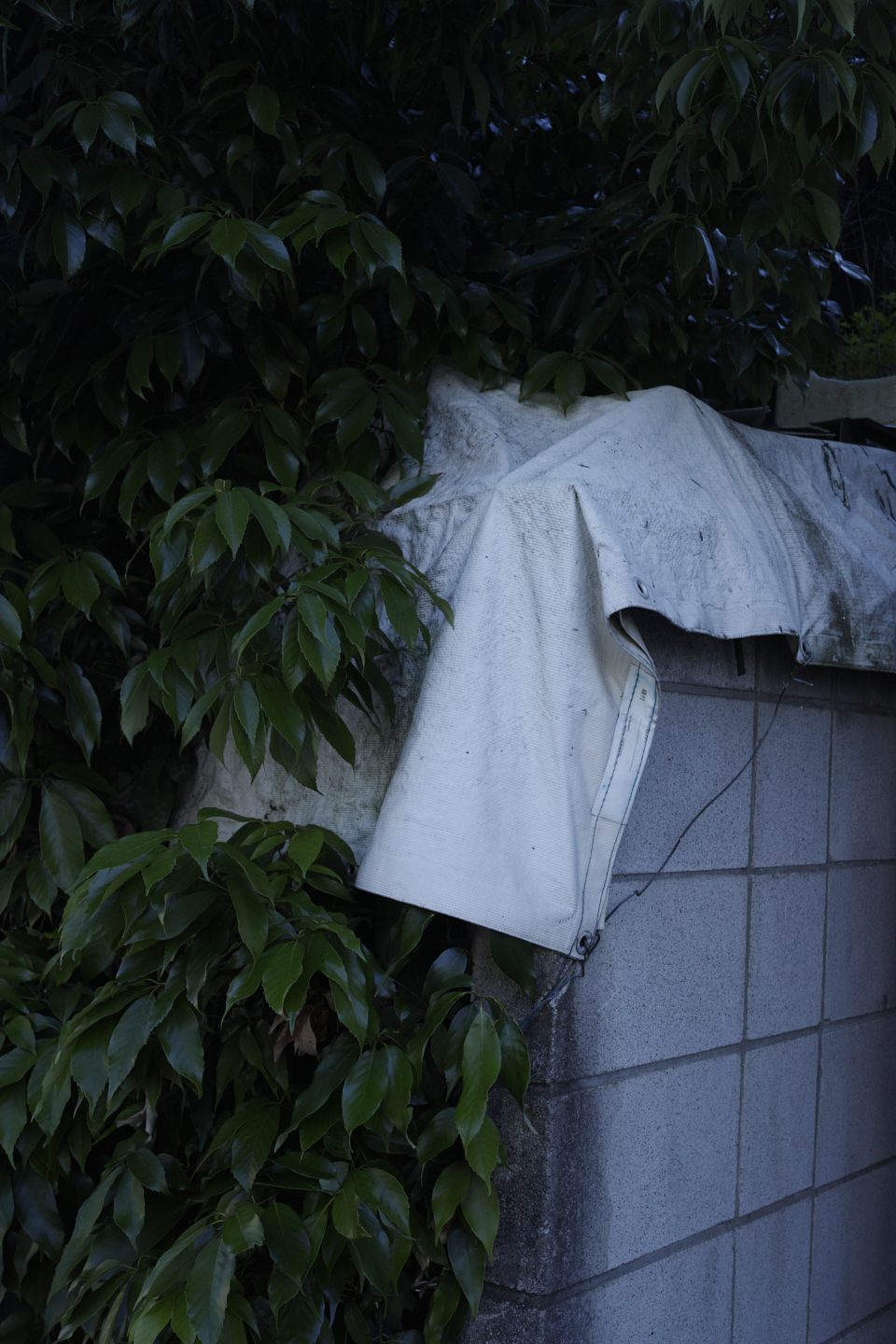 Eifukucho, Horinouchi, Wada_Img