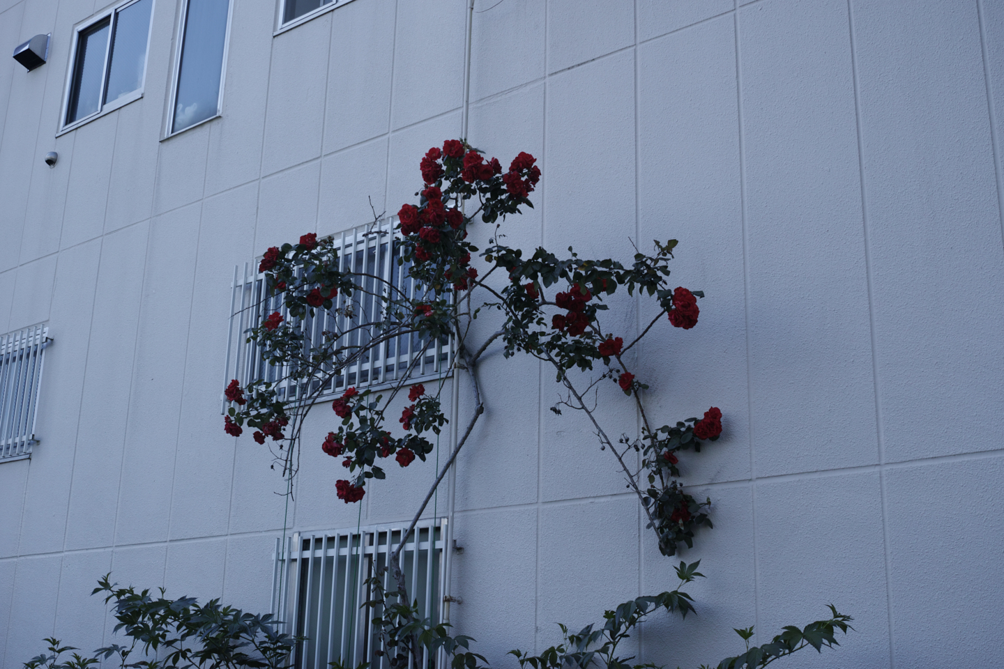 Eifukucho, Horinouchi, Wada_Img