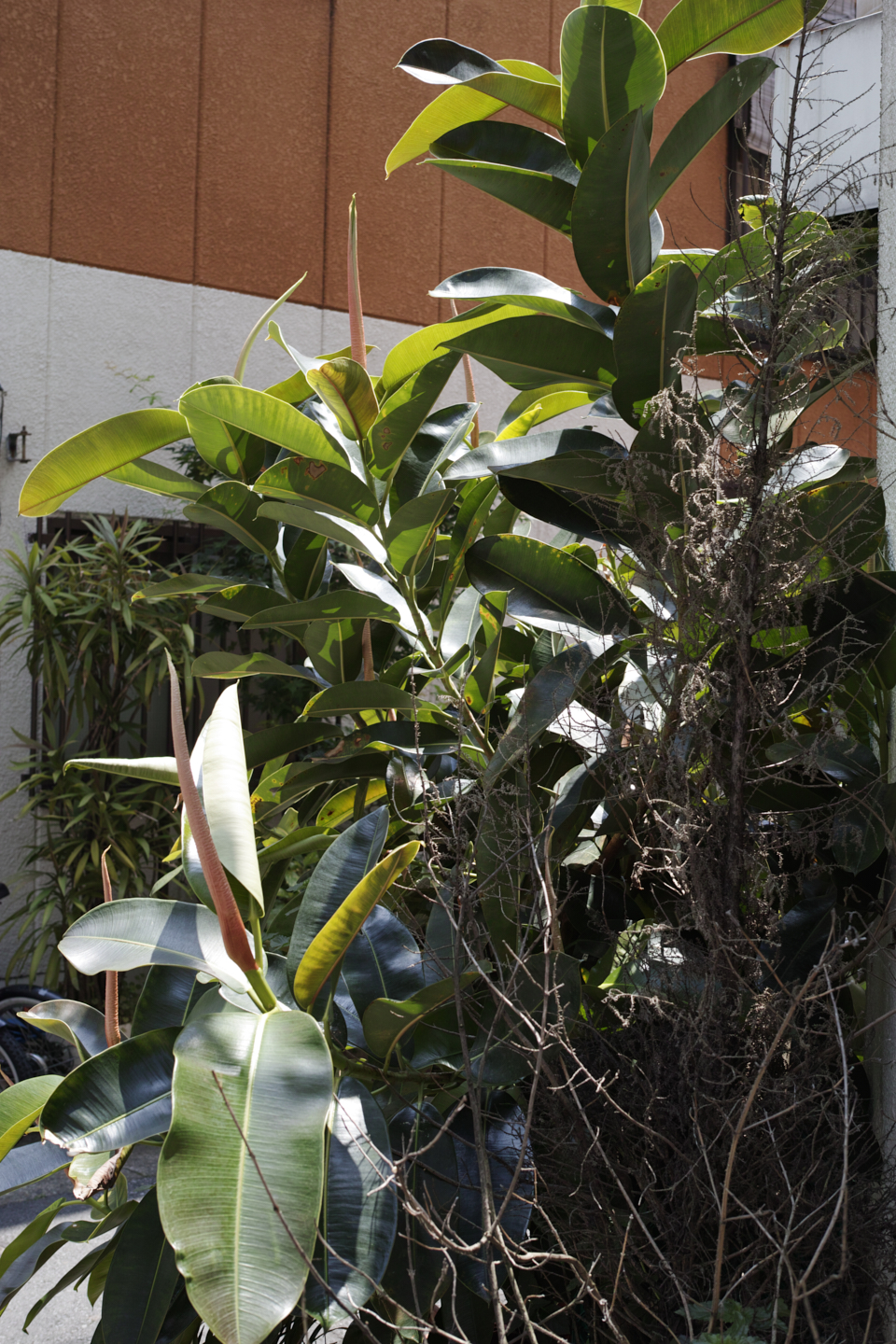 Kinshicho, Ryogoku_Img