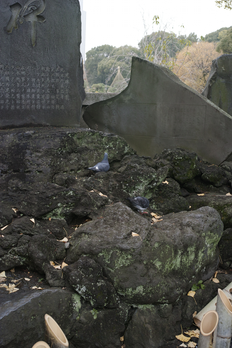 Mukojima, Hikifune, Tateishi, Shibuya_Img